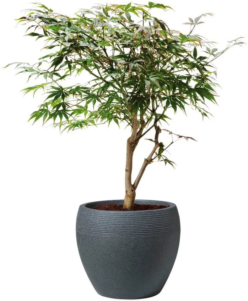 Scheurich LINEO Blumentopf Schwarz Flexibel Innen/Außen - Bild 3