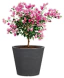 Scheurich Blumentopf CONEO 30 Schwarz Kunststoff Bild 3