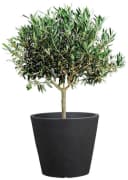 Scheurich Blumentopf 30/238 C-CONE 30 Schwarz Beton-Optik Bild 3