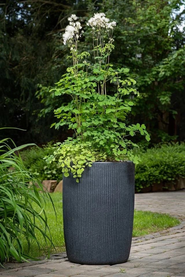 Scheurich Blumentopf Linetto High Schwarz Kunststoff Zylinder