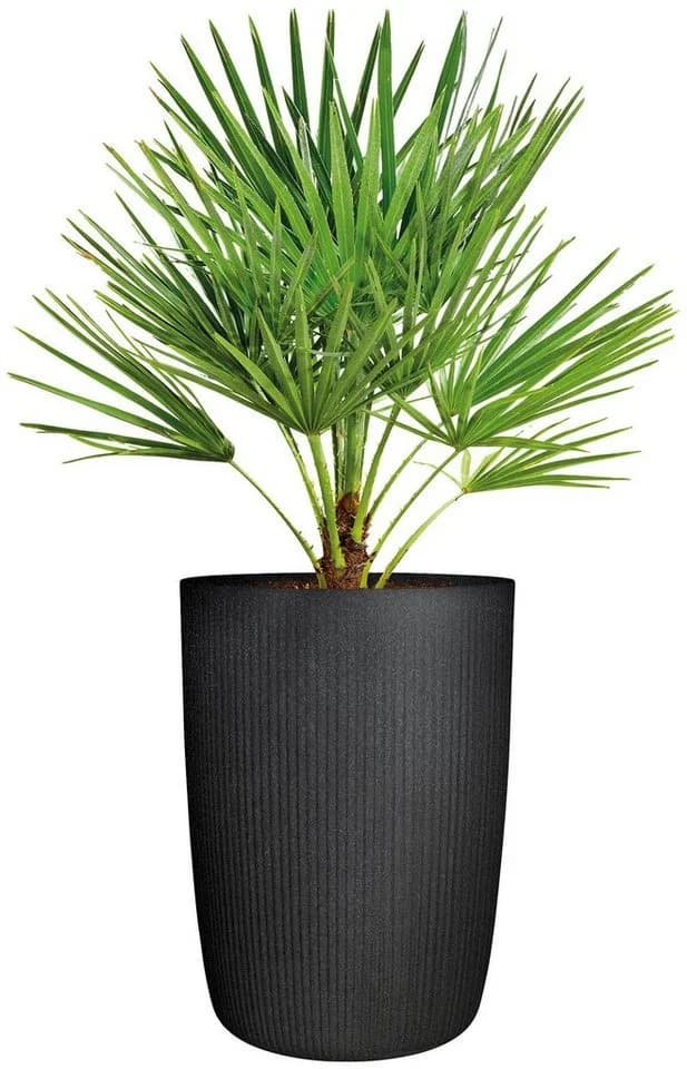 Scheurich Blumentopf Linetto High Schwarz Kunststoff Zylinder - Bild 3