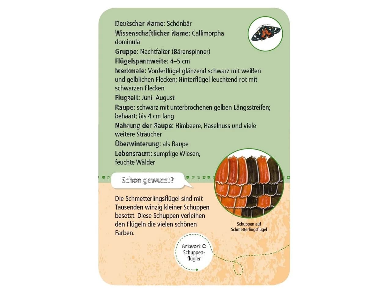 Moses. Verlag Spiel Expedition Natur heimische Schmetterlinge Kartenspiel Bunt - Bild 3