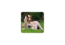 Moses. Verlag Projektionslampe Kleine Diashow Tierbabys Bild 4