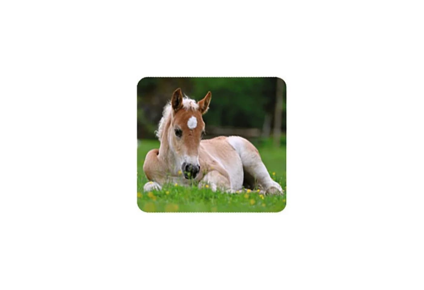 Moses. Verlag Projektionslampe Kleine Diashow Tierbabys - Bild 4