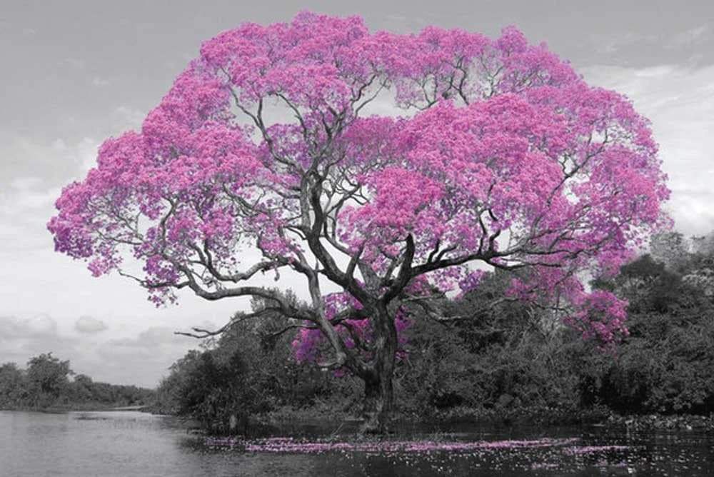Poster Tree Blossom Rosa Blühender Baum 91,5x61 cm - Bild 2