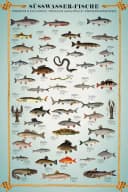 OTTO DE Süßwasserfische-Poster 61x91,5 cm Bild 2