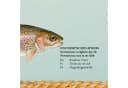OTTO DE Süßwasserfische-Poster 61x91,5 cm Bild 4