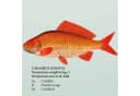 OTTO DE Süßwasserfische-Poster 61x91,5 cm Bild 5