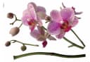 KOMAR Wandtattoo Orchidee Lila Selbstklebend Folie Bild 2