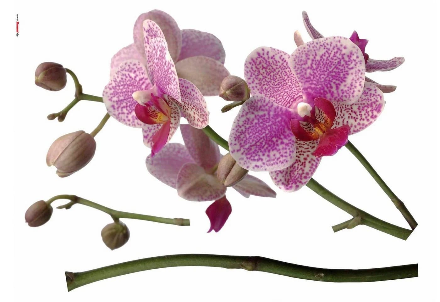KOMAR Wandtattoo Orchidee Lila Selbstklebend Folie - Bild 2