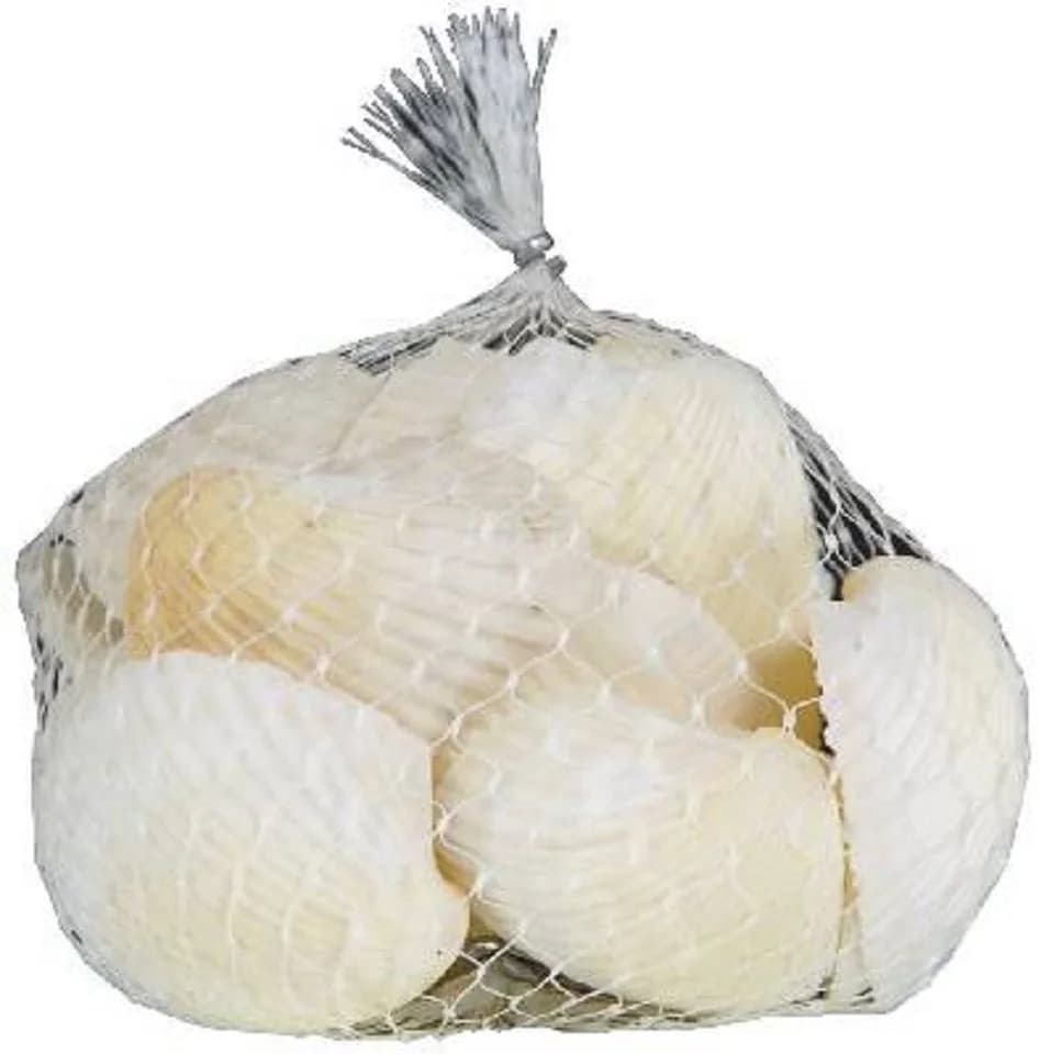 Arca Arca Dekoobjekt Muscheln Natur Creme-Weiß im Netz - Bild 2