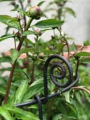 Hirsch Terracotta Staudenhalter Rund Rankhilfe Pflanzenstütze Vollmetall Bild 1