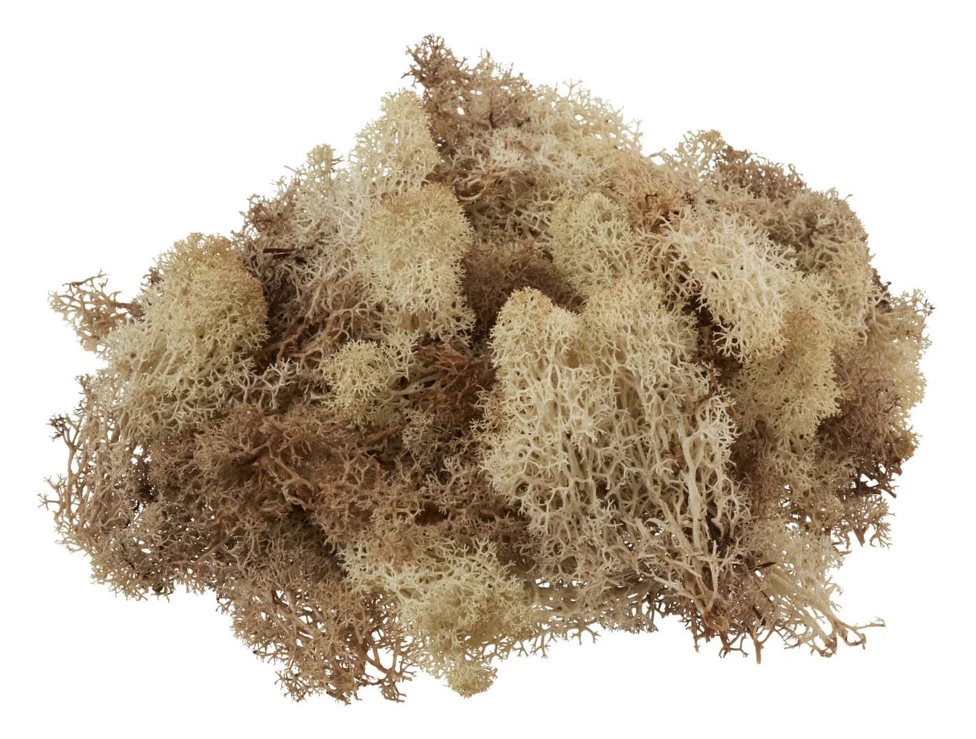 VBS Moos Island 100g Natur für Bastelarbeiten und Dekoration