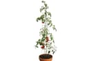 Bellissa Tomatenturm Rankhilfe aus verzinktem Stahl, 180 cm Höhe Bild 3