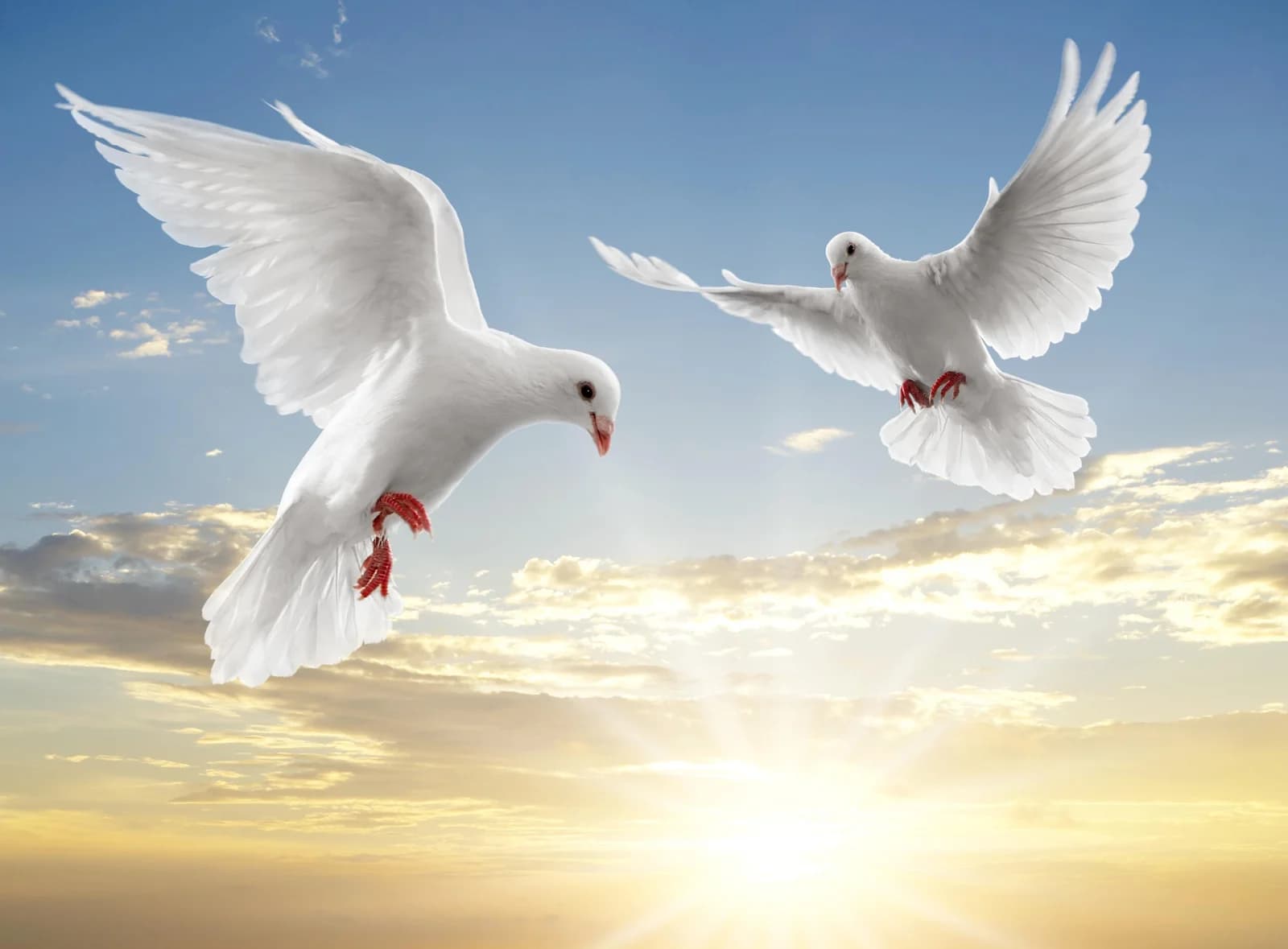 PAPERMOON Fototapete White Doves Bunt Vlies