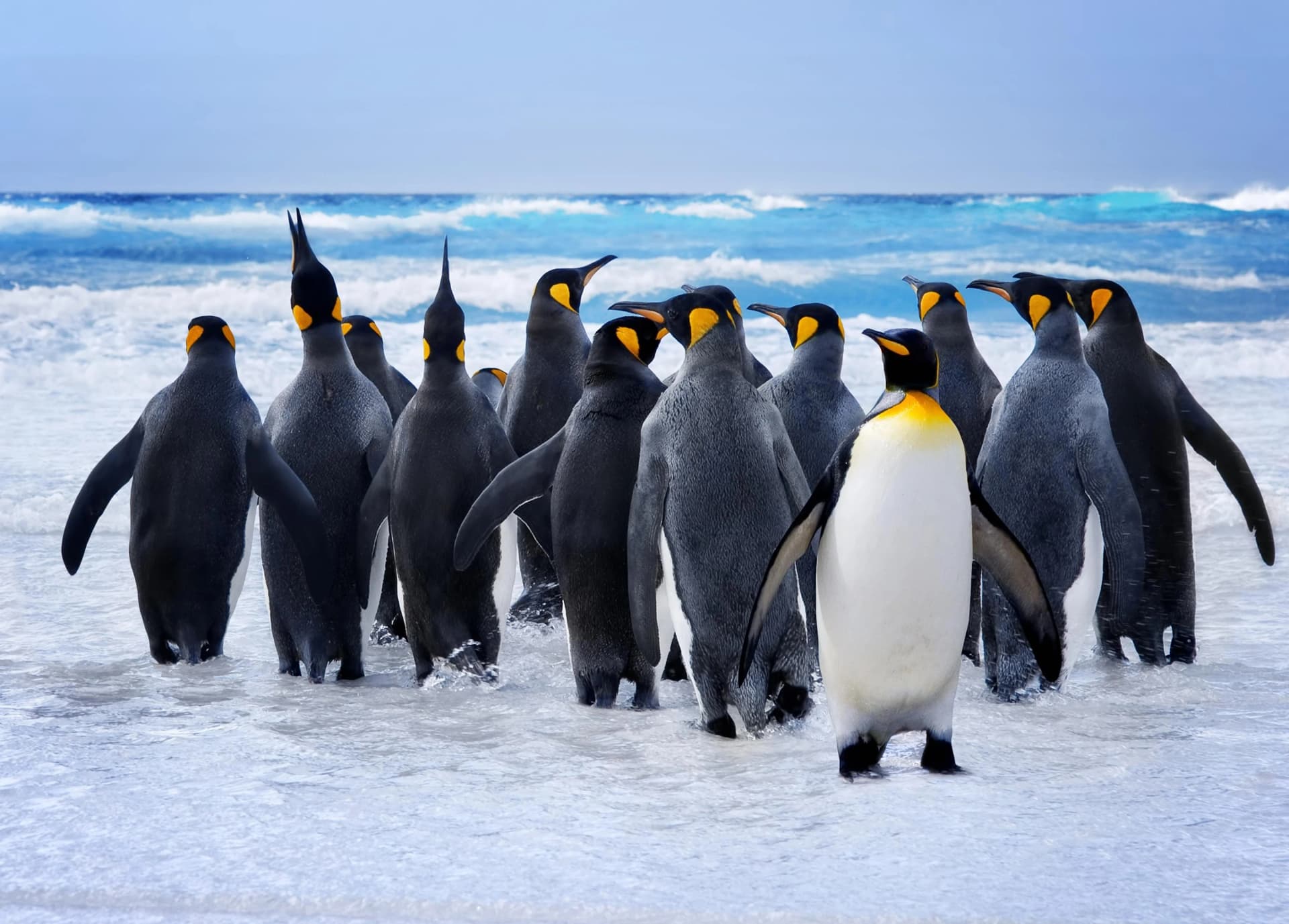 PAPERMOON Fototapete King Penguins Vlies Bunt