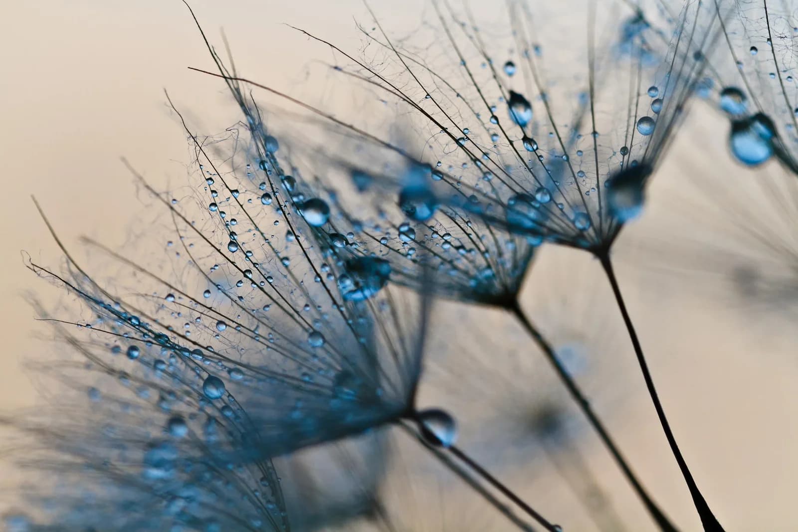 PAPERMOON Fototapete Abstract Dandelions Bunt Vlies
