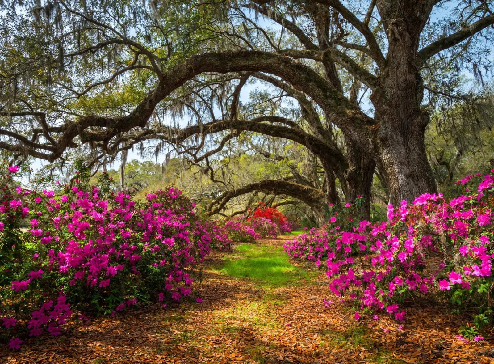 PAPERMOON Fototapete Spring Flowers and Oaktrees Bunt Vlies