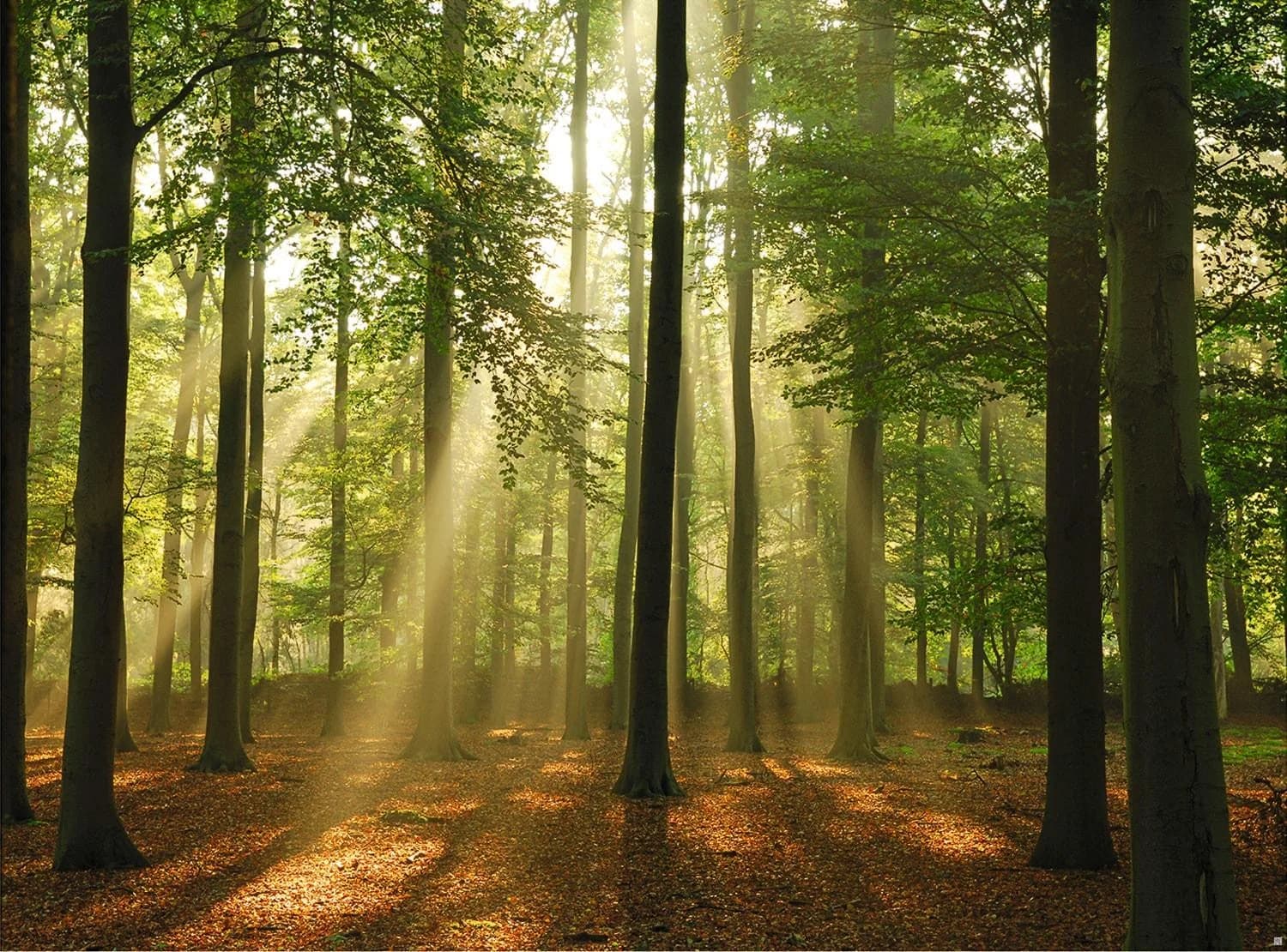 Fototapete PAPERMOON Forest in the Morning - Vlies 350x260cm
