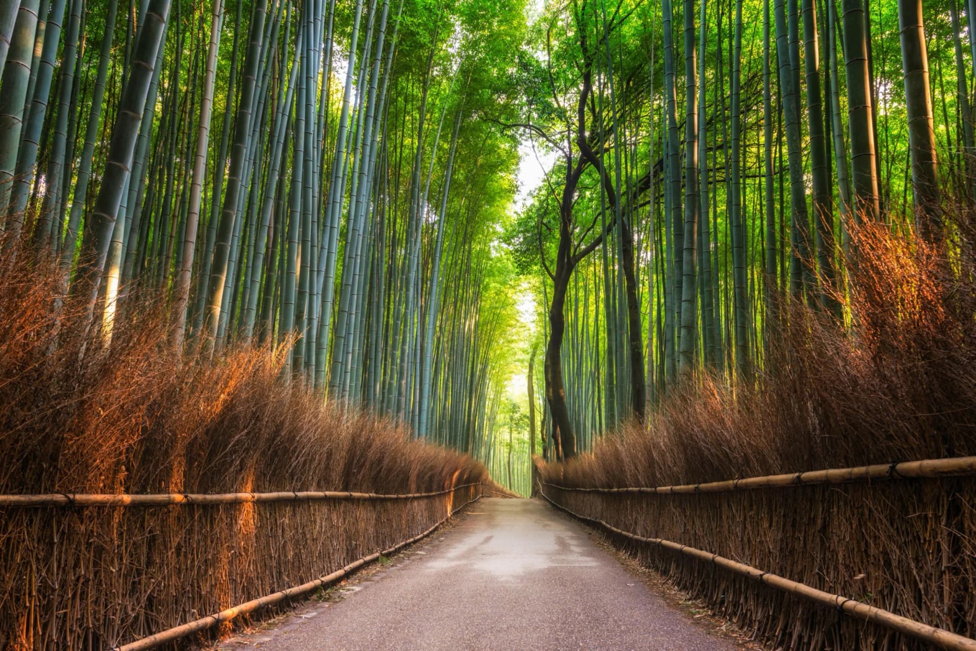 Fototapete PAPERMOON 'Bamboo Grove of Kyoto' Vlies