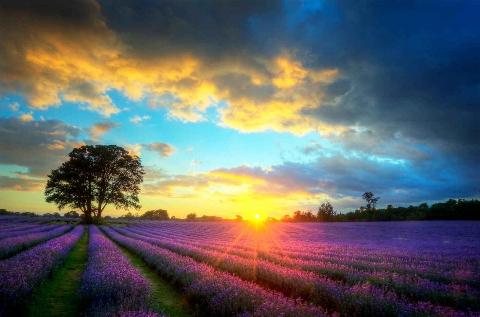 PAPERMOON Fototapete Lavender Fields Bunt Vlies