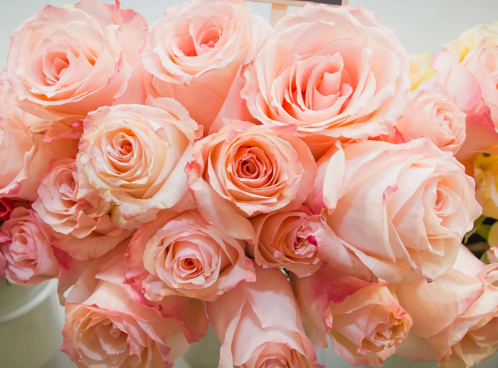 PAPERMOON Fototapete Pink Roses Vlies Bunt