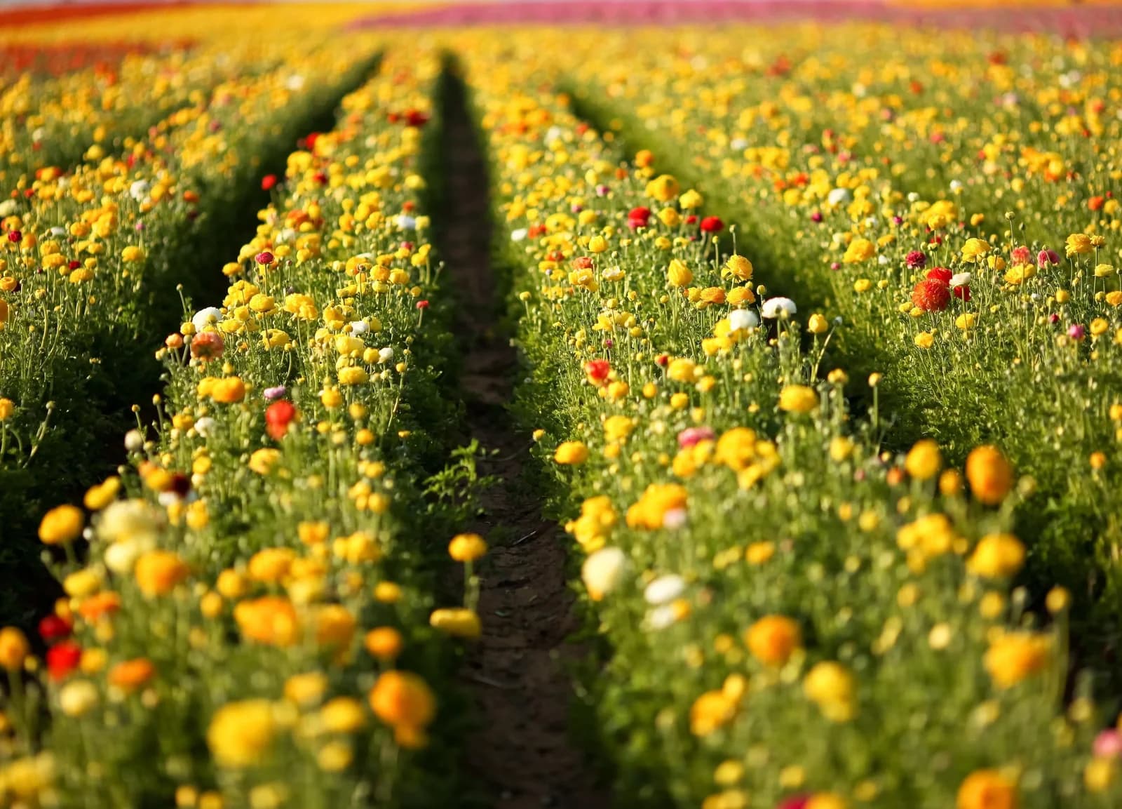 PAPERMOON Fototapete Flower Field in San Diego Bunt Vlies