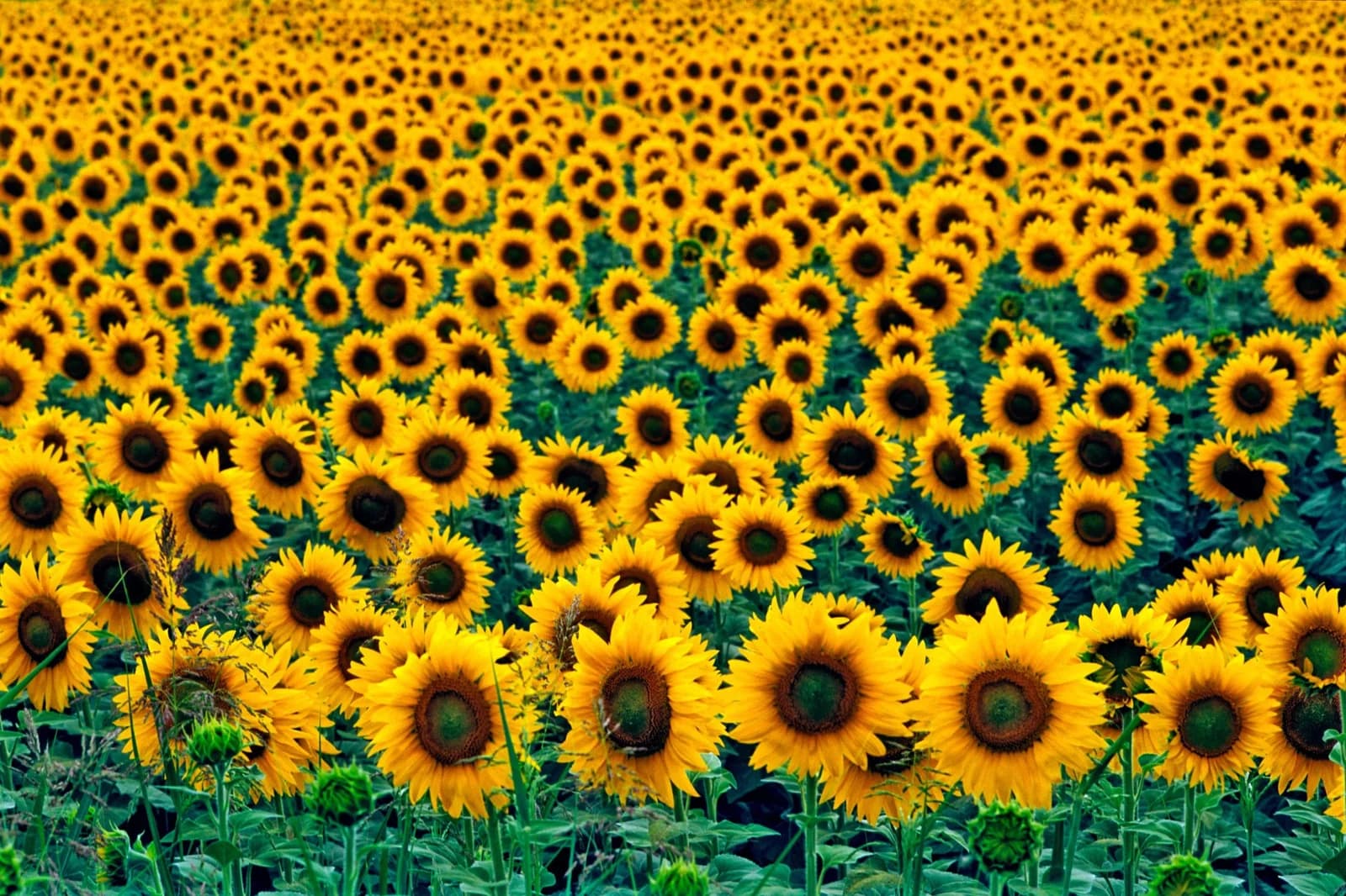 PAPERMOON Fototapete Field of Sunflowers Vlies Bunt