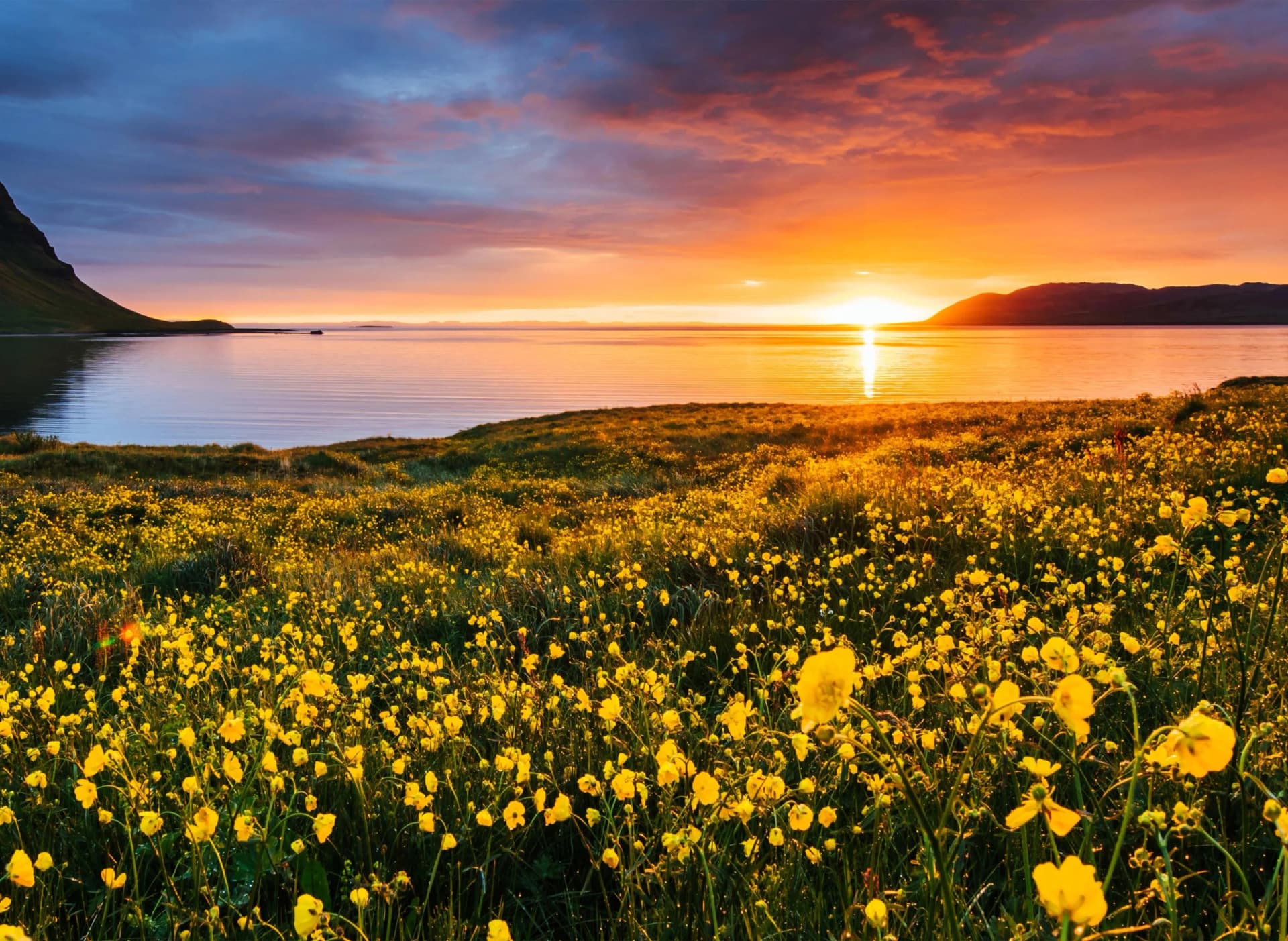 Fototapete PAPERMOON Flower Field Kirkjufell Iceland