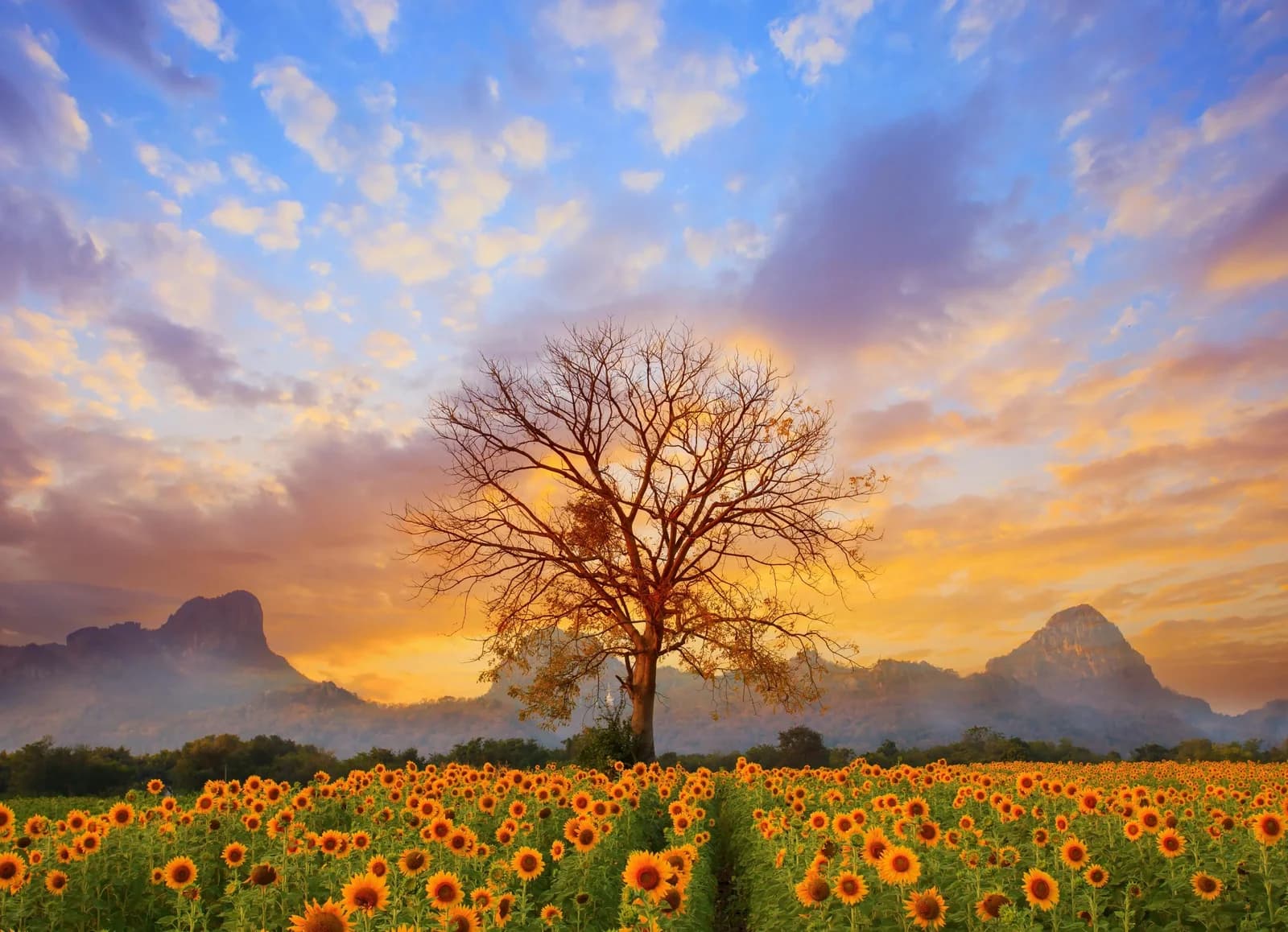 PAPERMOON Fototapete Sunflower Field Bunt Vlies