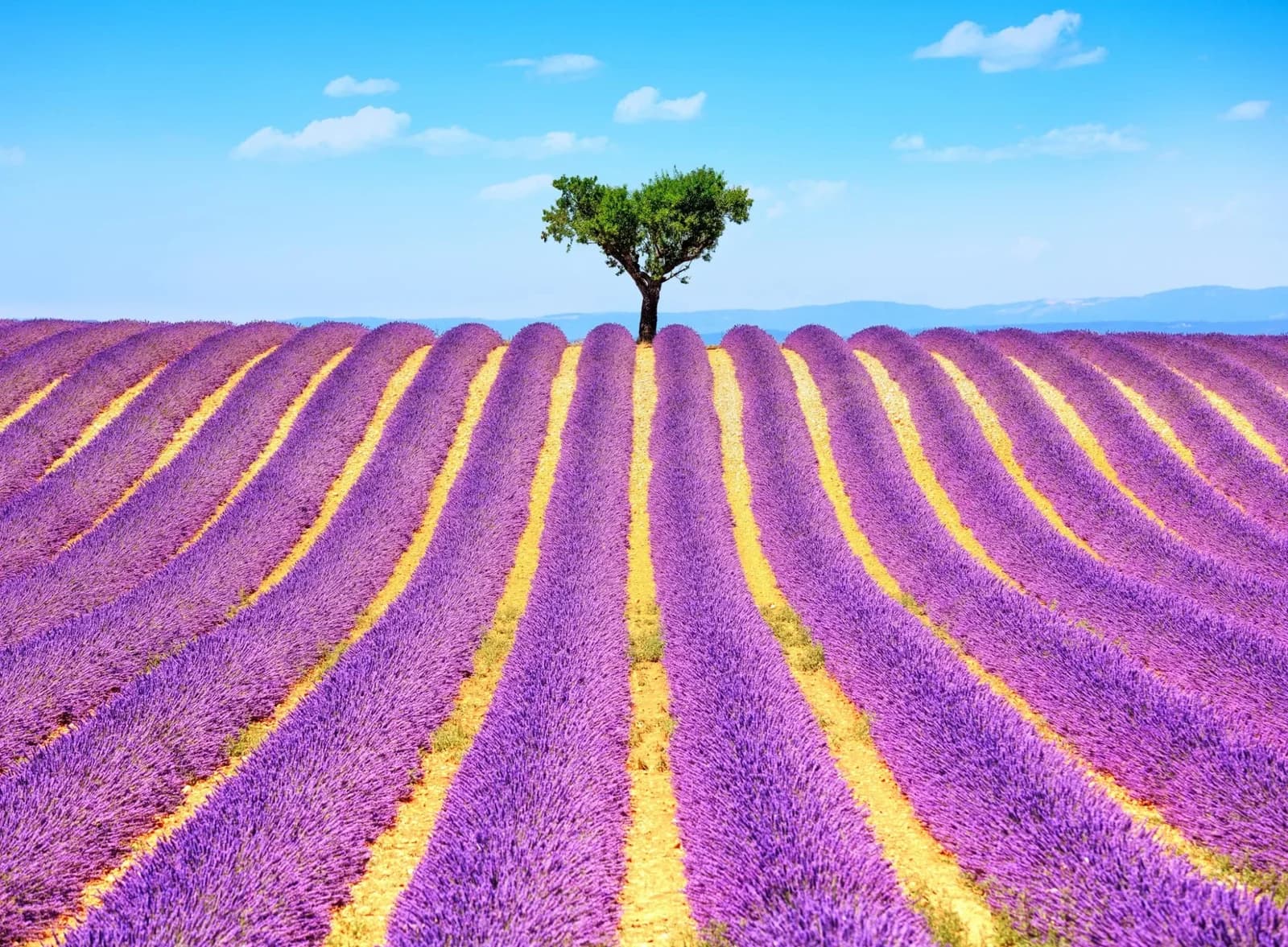 Fototapete PAPERMOON Lavender in Provence Vlies Bunt