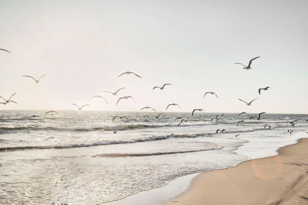 Glasbild MÖWEN ÜBER DEM MEER Beige