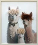 ArtUniverse Gemälde Kunstfell Stylish Lama Family Bild 2