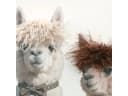 ArtUniverse Gemälde Kunstfell Stylish Lama Family Bild 4