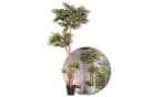 UNUS HOME Kunstpflanze Ficus mit Echtholzstamm Grün Bild 5