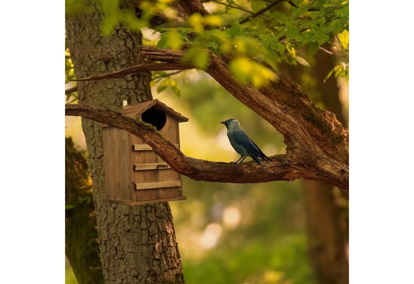 relaxdays Vogelhaus Eulen Nistkasten Holz Braun - Bild 5