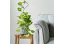 relaxdays Rankhilfe Herz im 4er Set, 4 St. Eisen Bild 3