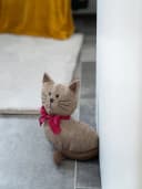 TrendPet Türstopper Tierisch 5 Motive Bild 5