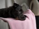TrendPet Tierdecke Coco Rosa 100% Polyester Kuscheldecke Bild 4