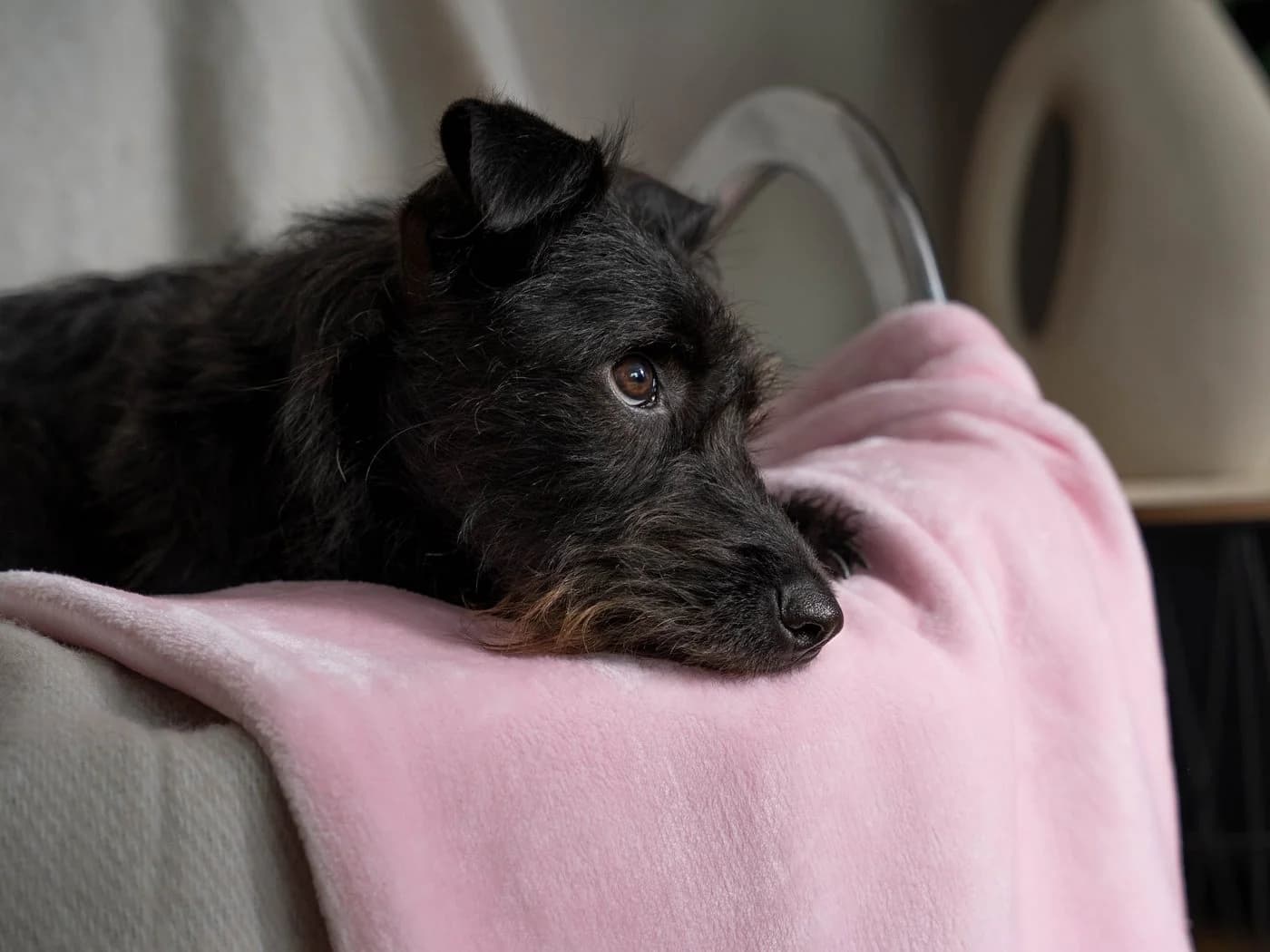 TrendPet Tierdecke Coco Rosa 100% Polyester Kuscheldecke - Bild 4