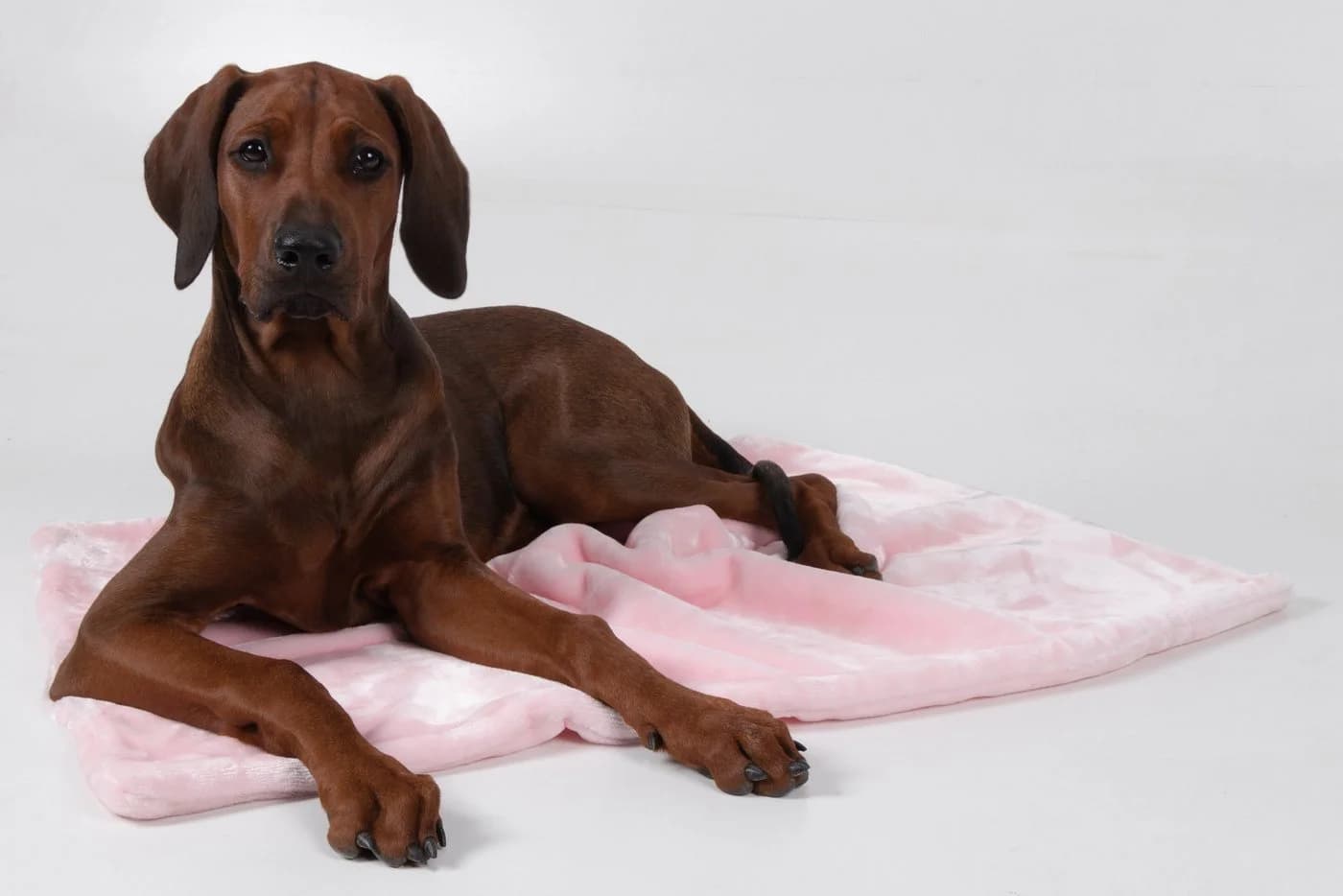 TrendPet Tierdecke Coco Rosa 100% Polyester Kuscheldecke - Bild 5