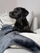 TrendPet Hundematte Pearl wasserdicht Grau/Beige Bild 4