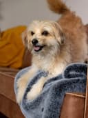 TrendPet Felldecke "Yuma" Kunstfell Oekotex-zertifiziert Bild 1
