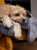 TrendPet Felldecke "Yuma" Kunstfell Oekotex-zertifiziert Bild 3
