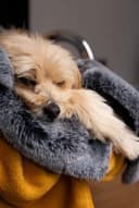 TrendPet Felldecke "Yuma" Kunstfell Oekotex-zertifiziert Bild 4