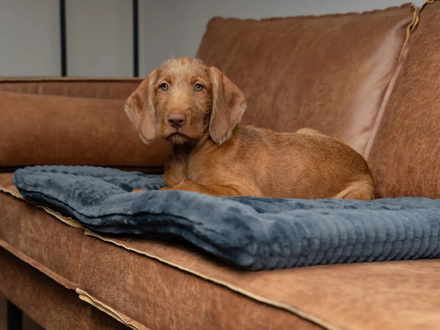 TrendPet Tierdecke Harmony Anthrazit 100% Polyester