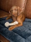TrendPet Tierdecke Harmony Anthrazit 100% Polyester Bild 4