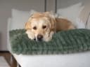 TrendPet Hundematte Mora Extradicke Polsterung Grün Bild 1