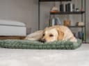 TrendPet Hundematte Mora Extradicke Polsterung Grün Bild 4