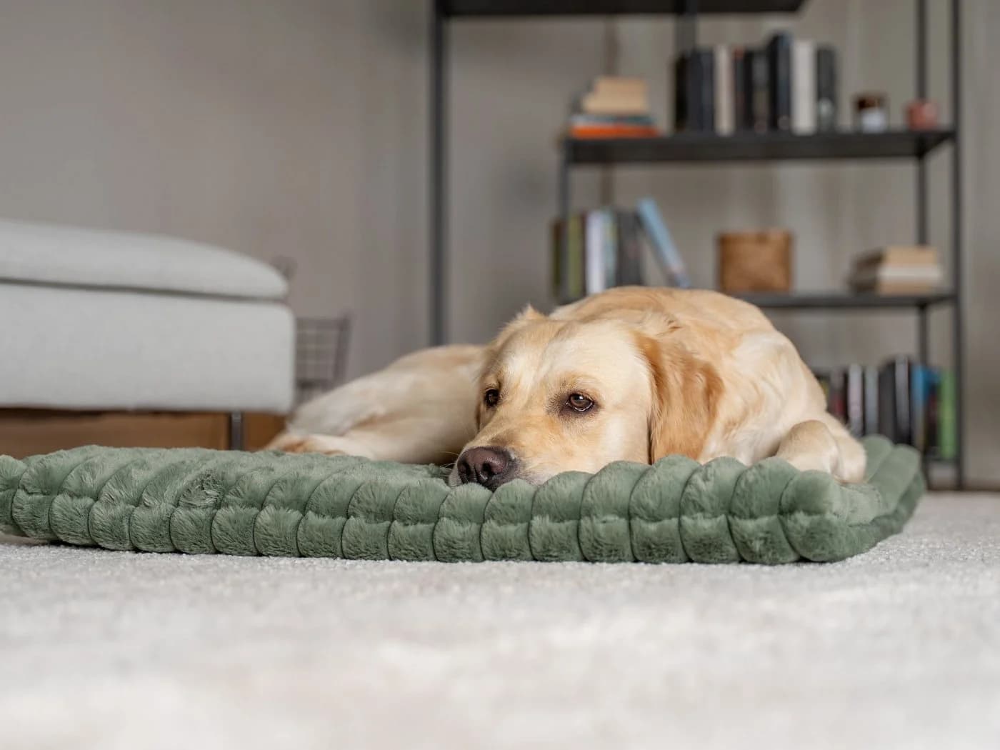 TrendPet Hundematte Mora Extradicke Polsterung Grün - Bild 4